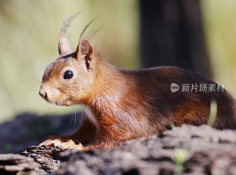 红松鼠(Sciurus vulgaris)